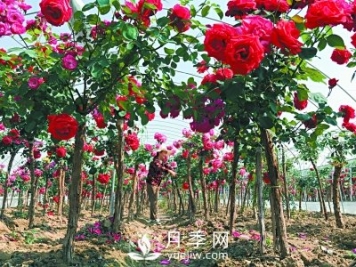 新品“月季树”为北京市花添色彩，居然引种自南阳内乡