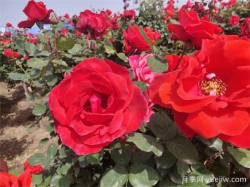 月季、玫瑰、蔷薇分别是什么？如何区别？